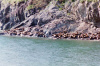 Sea lions resting on the rocks.